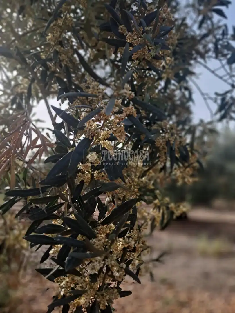 Terreno rustico in vendita a Carmona, imagen 11
