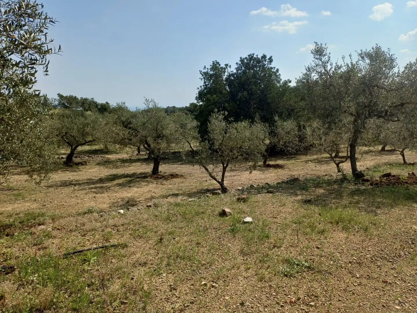 Terreno rustico in vendita a Riudecanyes, imagen 17