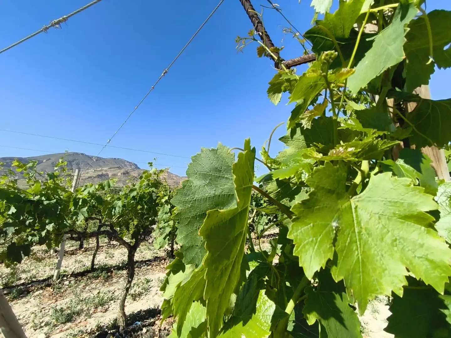 Terreno rústico en venta en Monforte del Cid - Paraje la Serreta, imagen 12