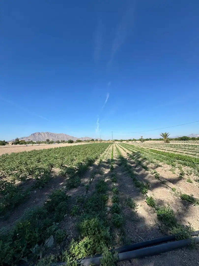Vista exterior de Finca rústica en venta en Cox con Jardín privado