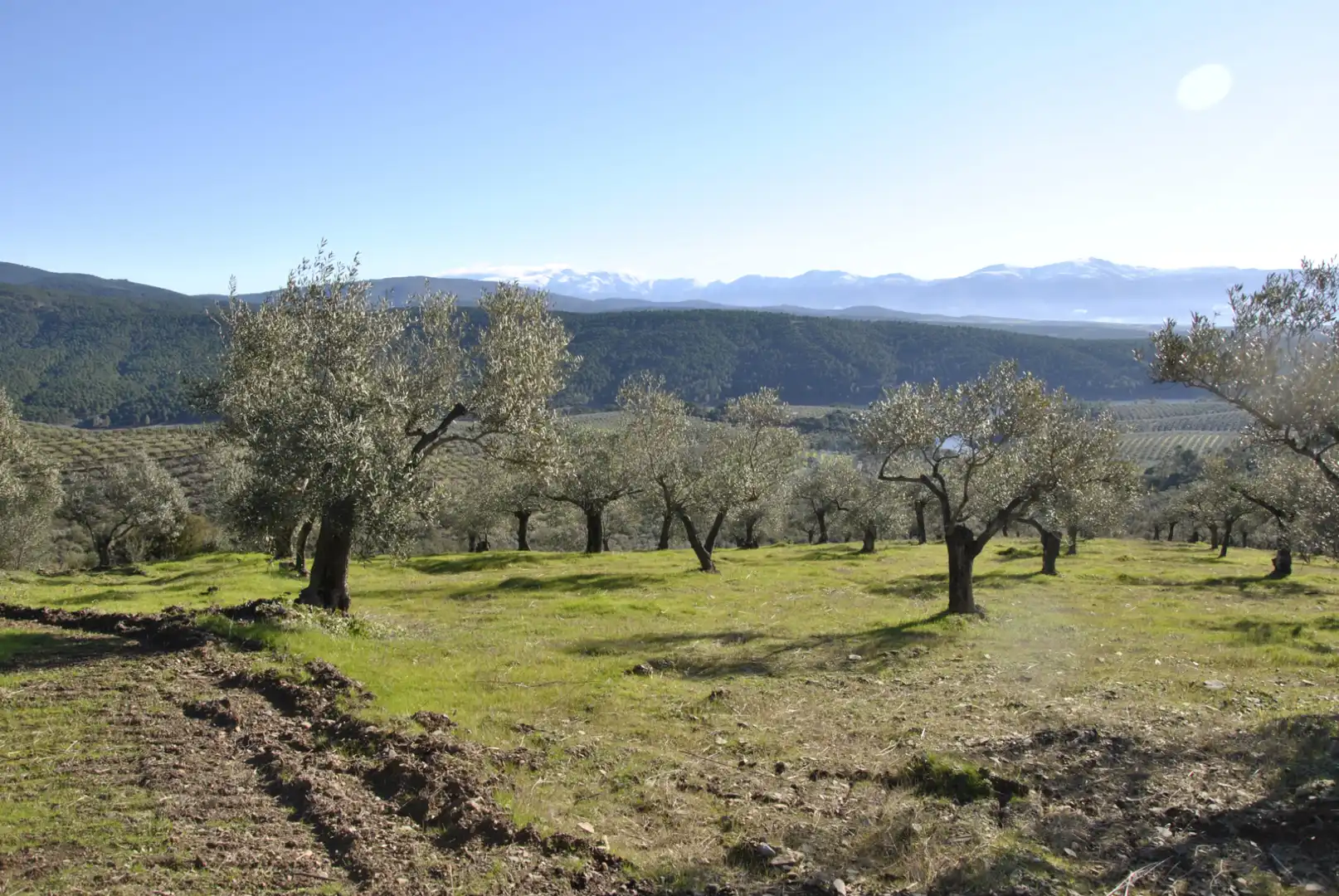 Terreno en venta en La Pesga 