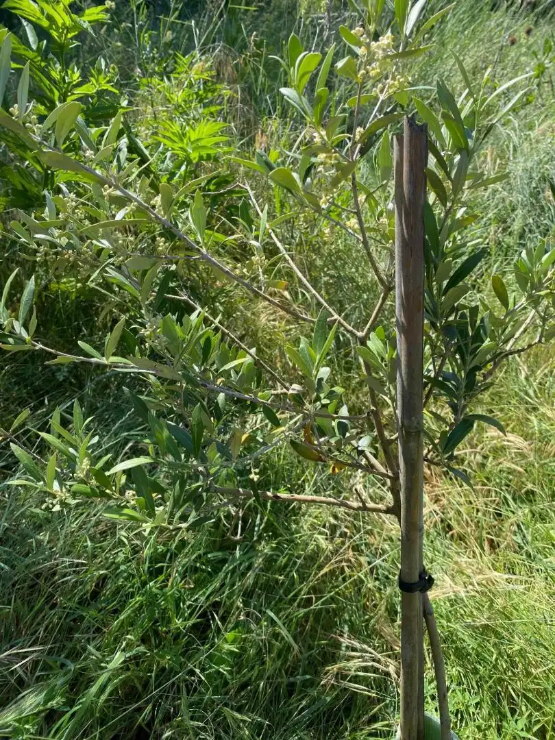 Garten von Grundstücke zur Miete in Clarés de Ribota