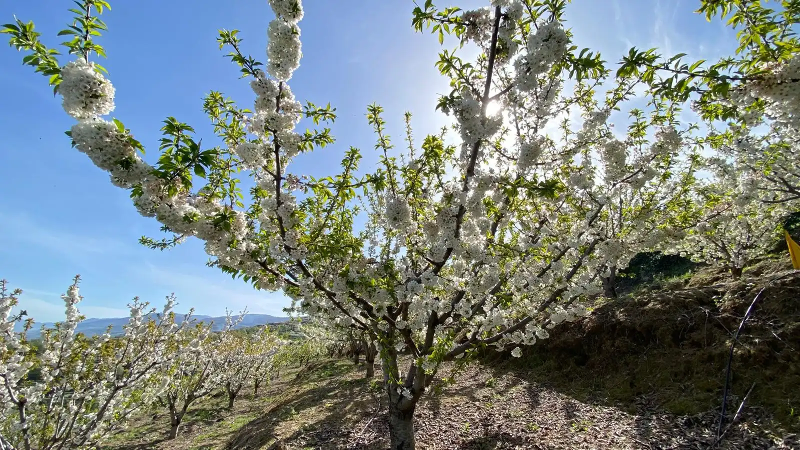 Terreni e lotti in vendita a Casas del Castañar, imagen 25