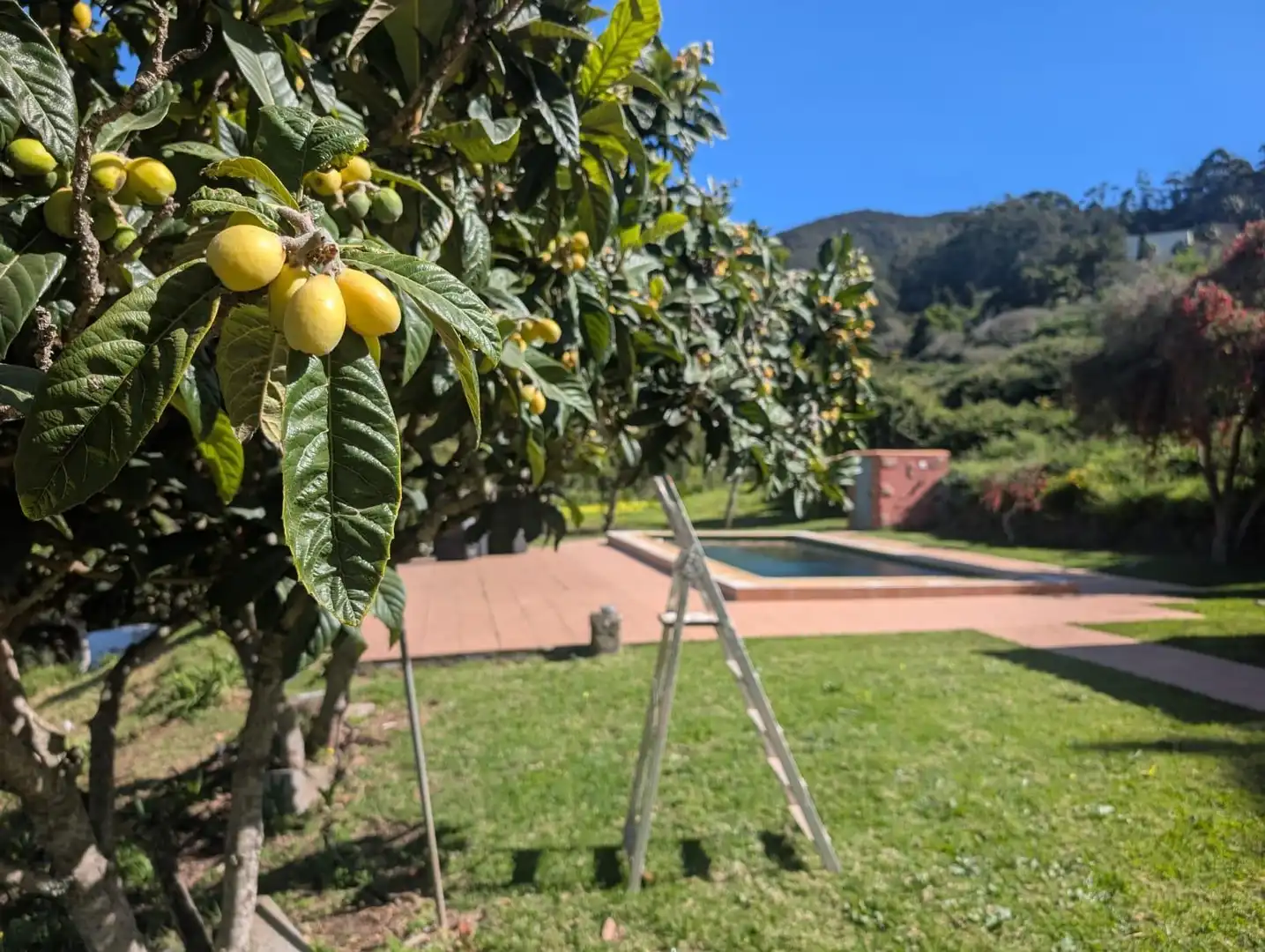 Garden of Houses for rent in Tegueste  with Private garden, Terrace and Swimming Pool