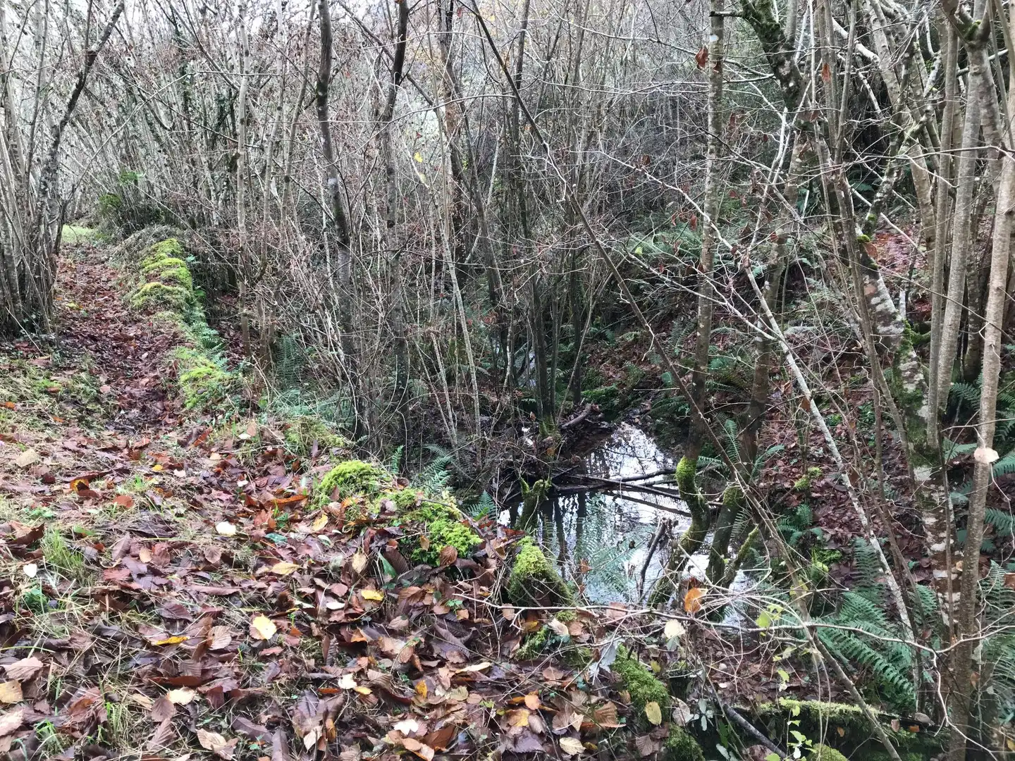 Lands and plots for sale in El Pontón, Rozagas, imagen 23