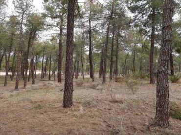 Terrenys i solars en venda a Arévalo