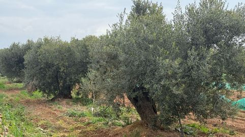 Finca Rúst. en venta en Torredembarra.