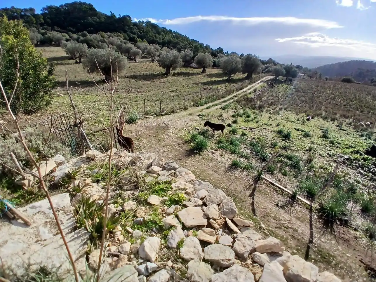 Finca rústica en venta en Mancor de la Vall