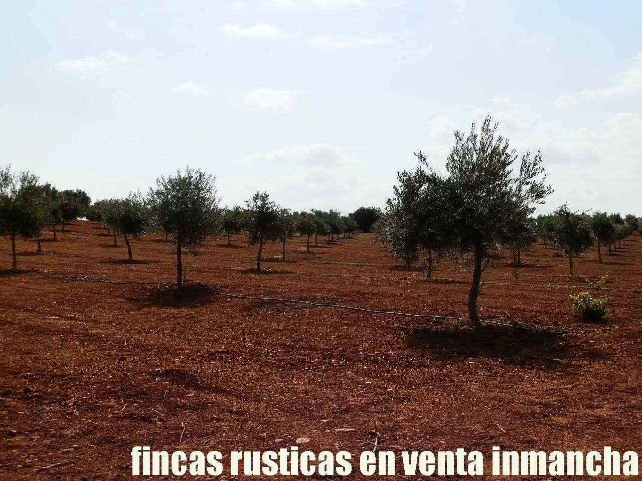 Terreno rústico en venta en Moral de Calatrava, imagen 11