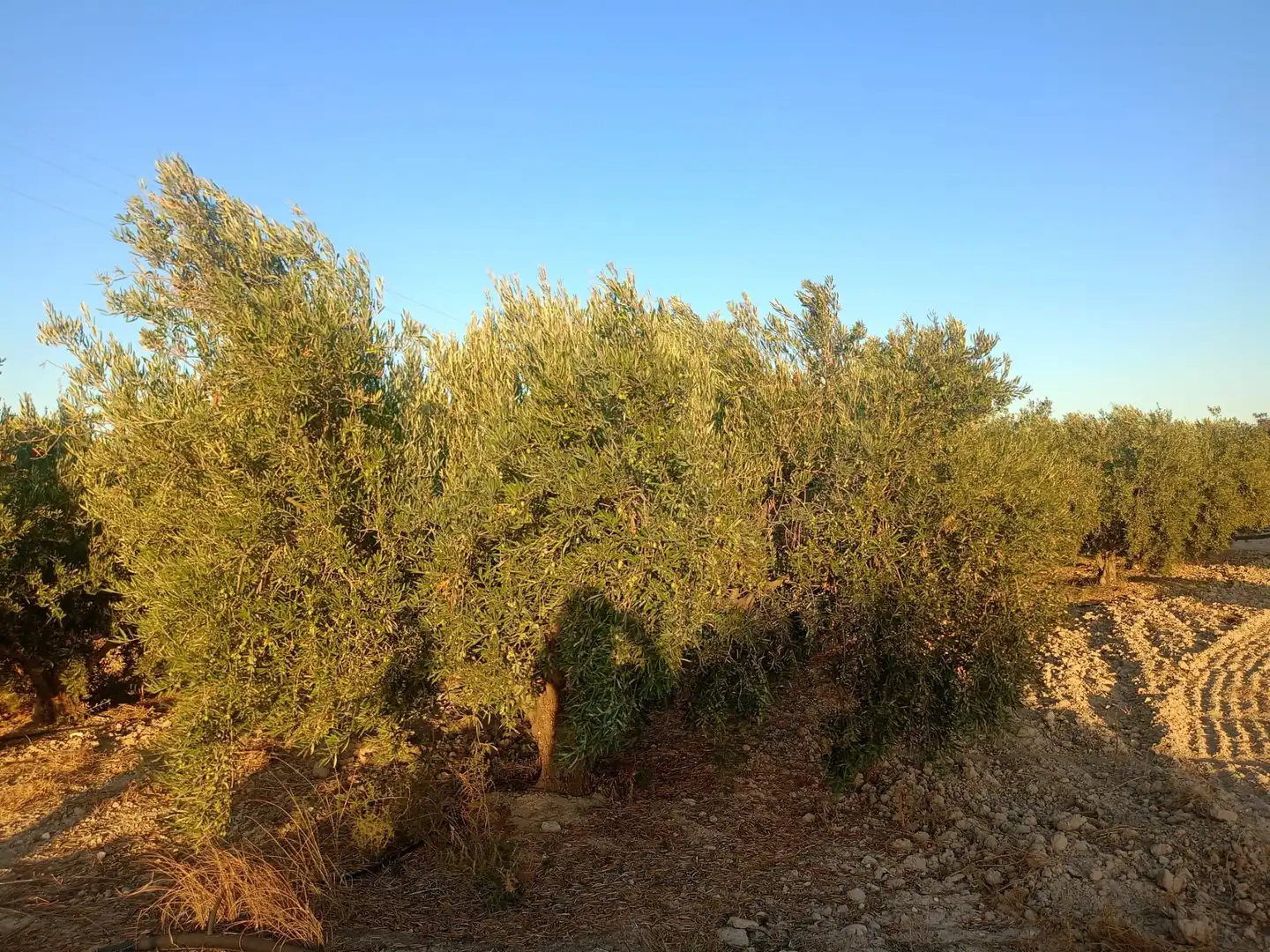 Residencial en venda en Lorca