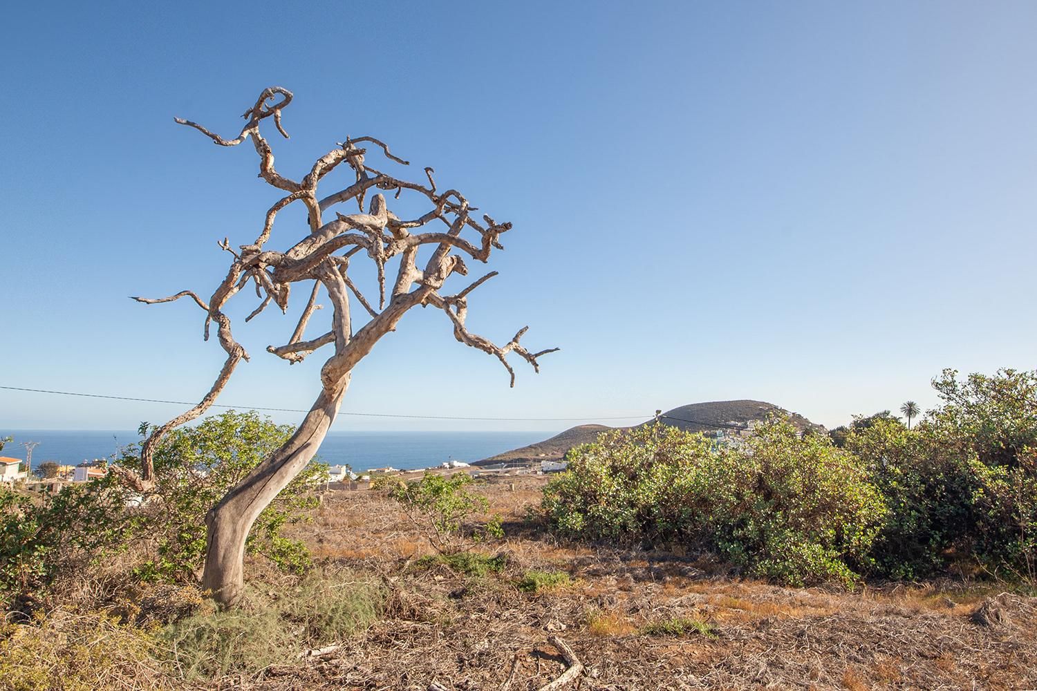 Land for sale in Arucas