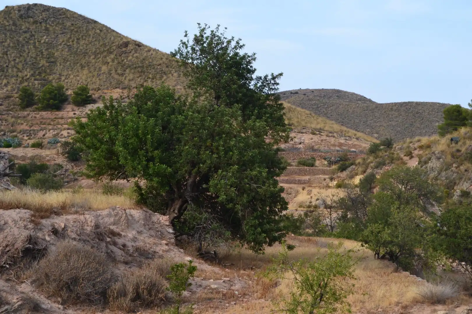 Country homes for sale in Lorca  with Private garden