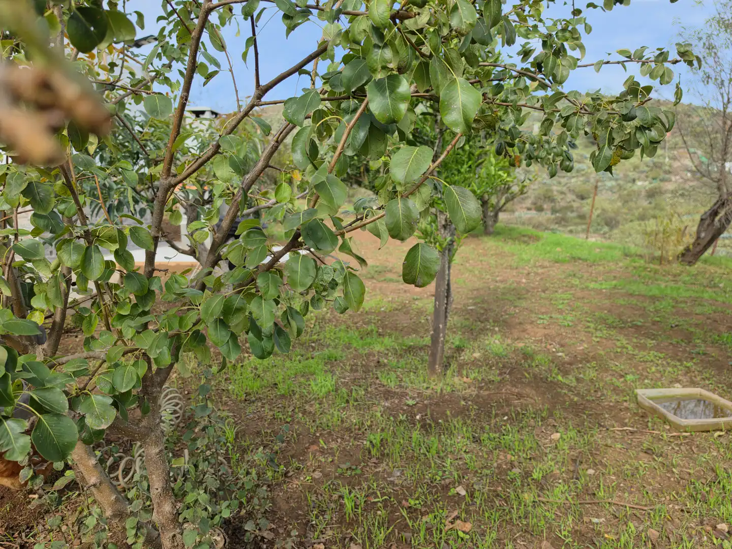 Finca rústica en venta en El Palmar