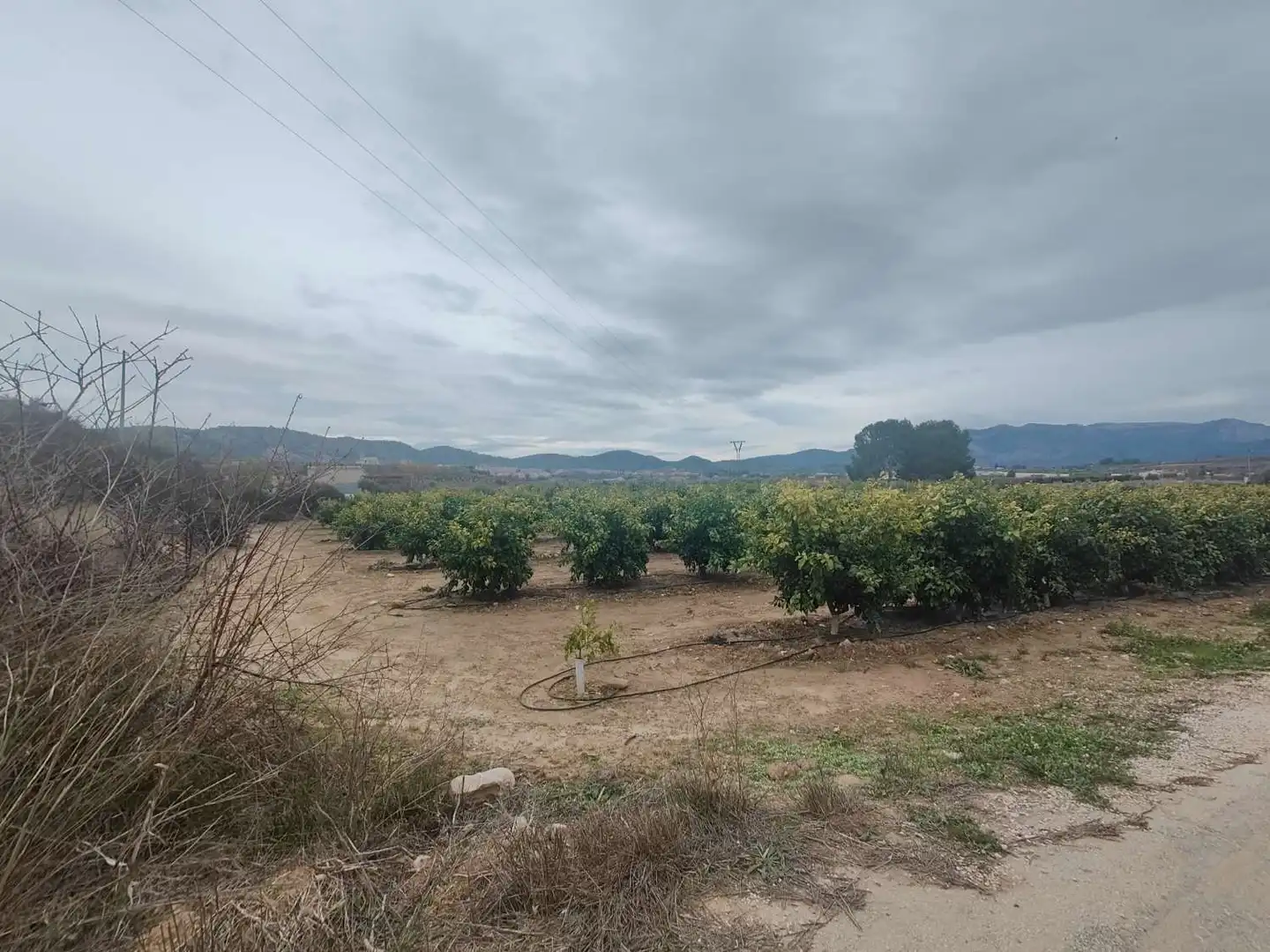 Lands and plots for sale in Pliego, imagen 2