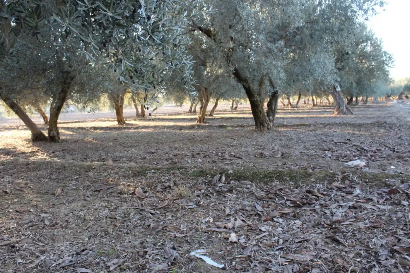 Country homes for sale in Villa de Otura, Granada