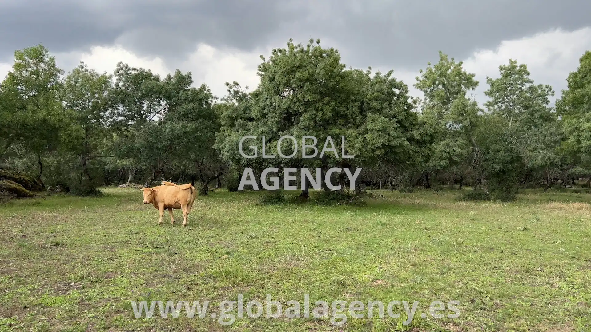 Rural land for sale in Soto del Real, imagen 22