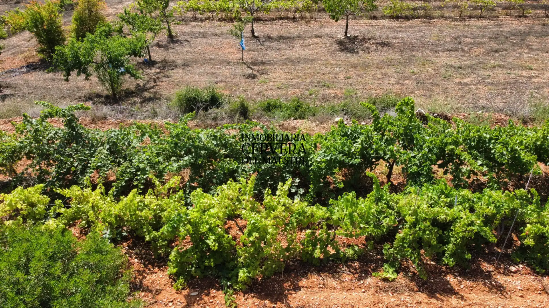 Terreno rustico in vendita a Cervera del Maestre, imagen 15