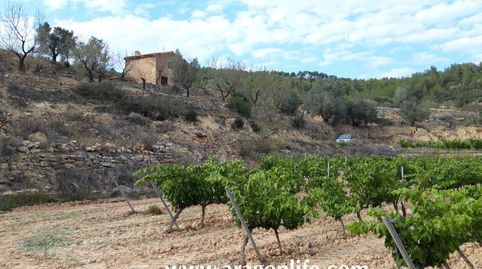 Finca de viña y bosque de 35.753m2 + casa de 72m2. Caseres (Tarragona).25.000€.