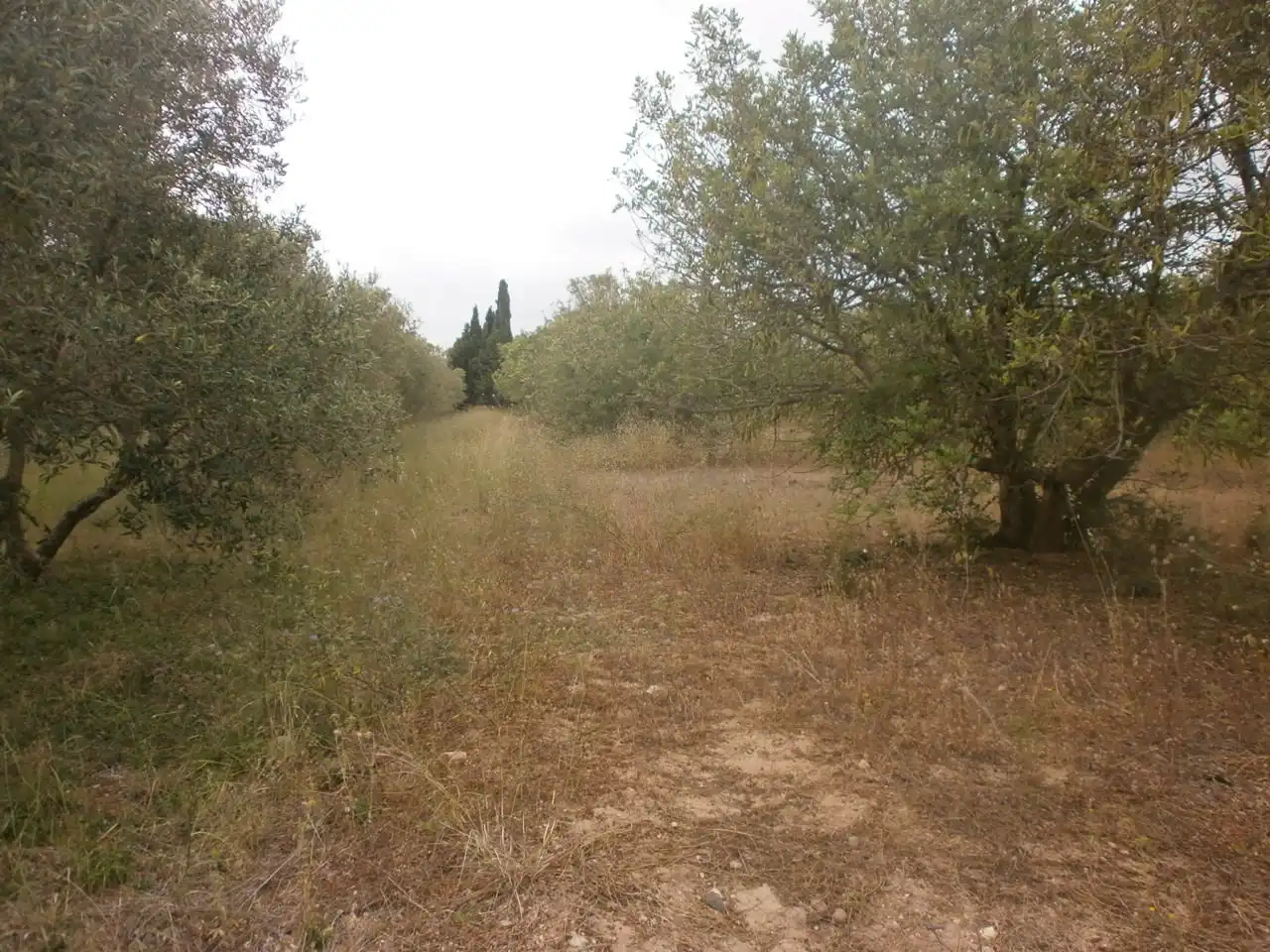 Rustikales Grundstück zum Verkauf in Vial Camino, imagen 4