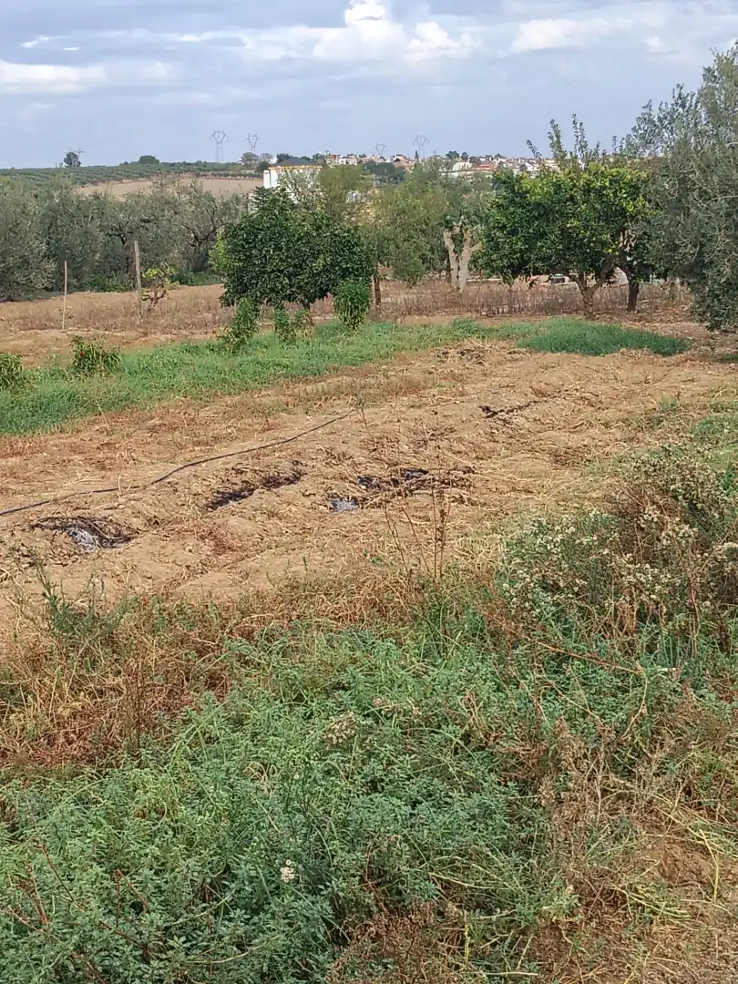 Rural land for sale in Salteras, imagen 2