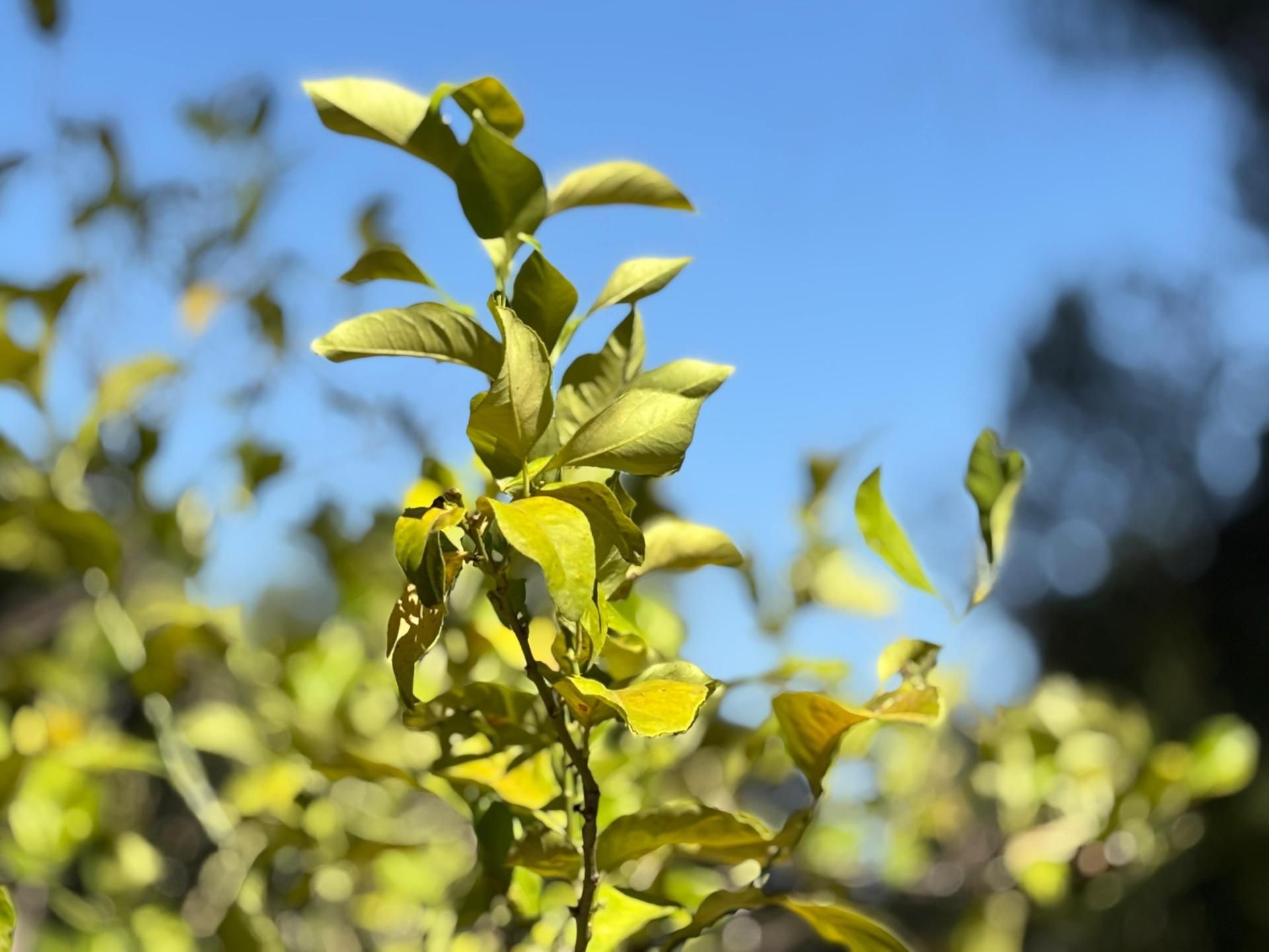 Garden of House or chalet for sale in  Córdoba Capital