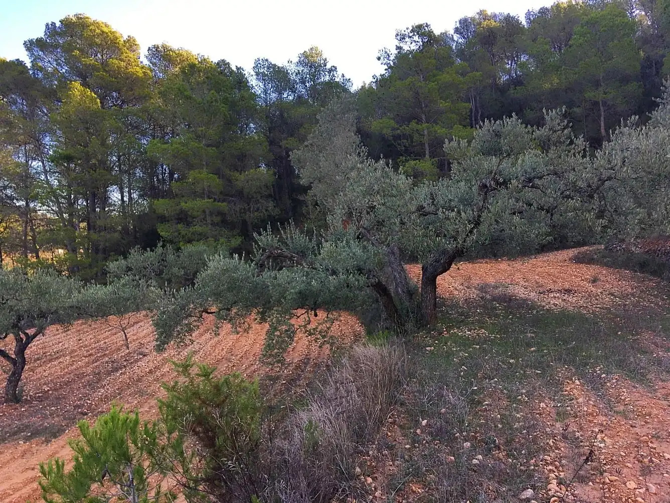Maison à vendre à El Pinell de Brai, imagen 15