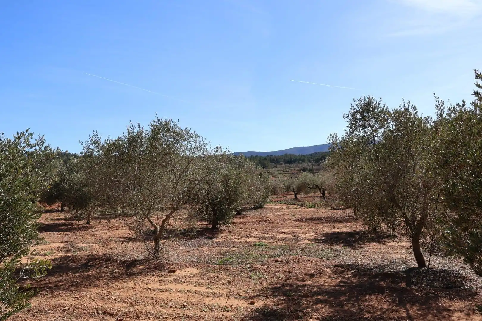 Terreno en venta en BARONA, Vall d'Alba
