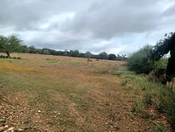 Rural land for sale in Felanitx Poble, imagen 12