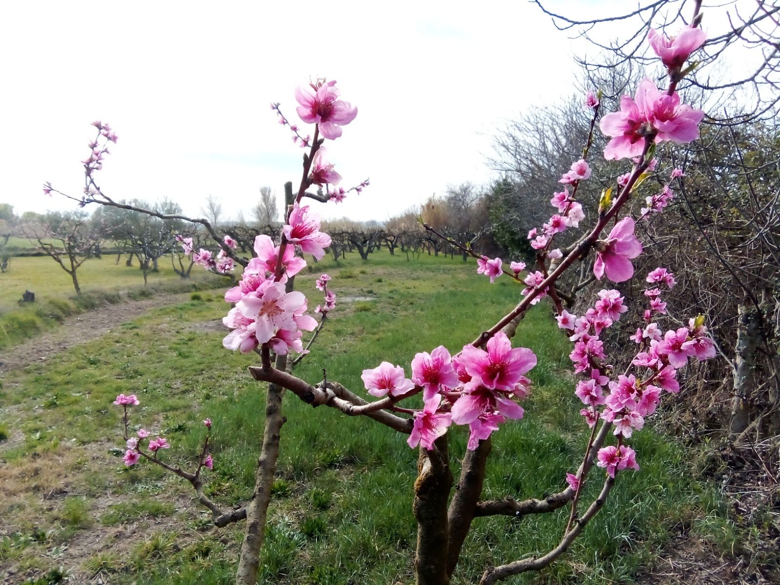Jardín de Terreno en venta en Pastriz