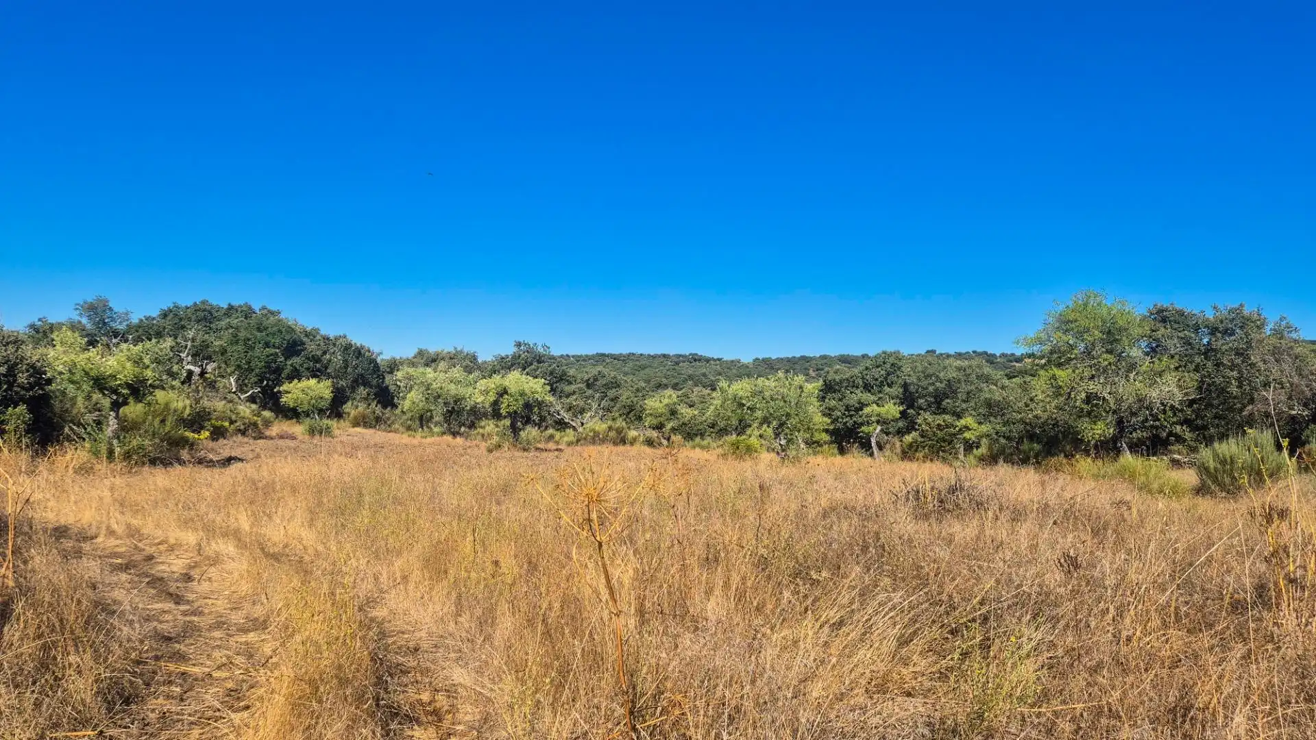Land for sale in Ahigal de los Aceiteros, Salamanca