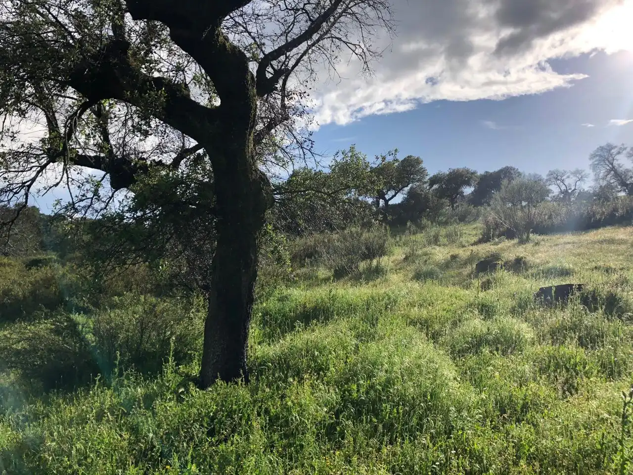 Terreni e lotti in vendita a Carcaboso
