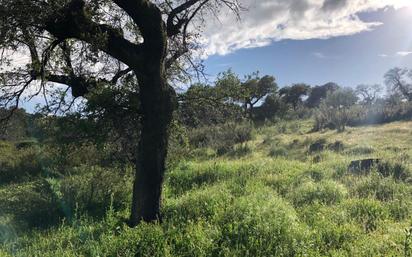 Land for sale in Plasencia