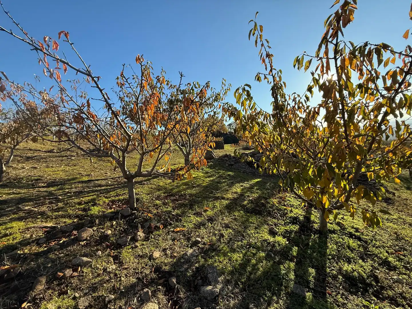 Land for sale in Arroyomolinos de la Vera