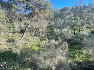 Rural land for sale in Sant Llorenç des Cardassar, imagen 7