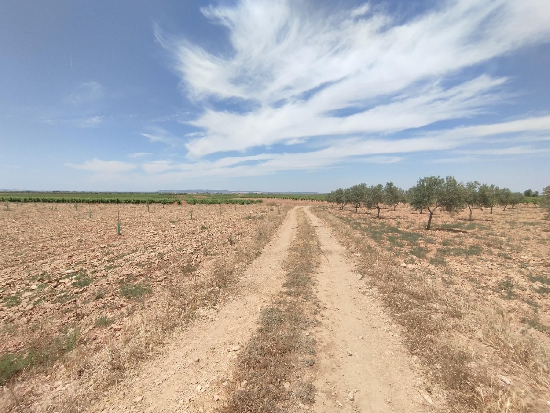 Grundstücke zum verkauf in Membrilla