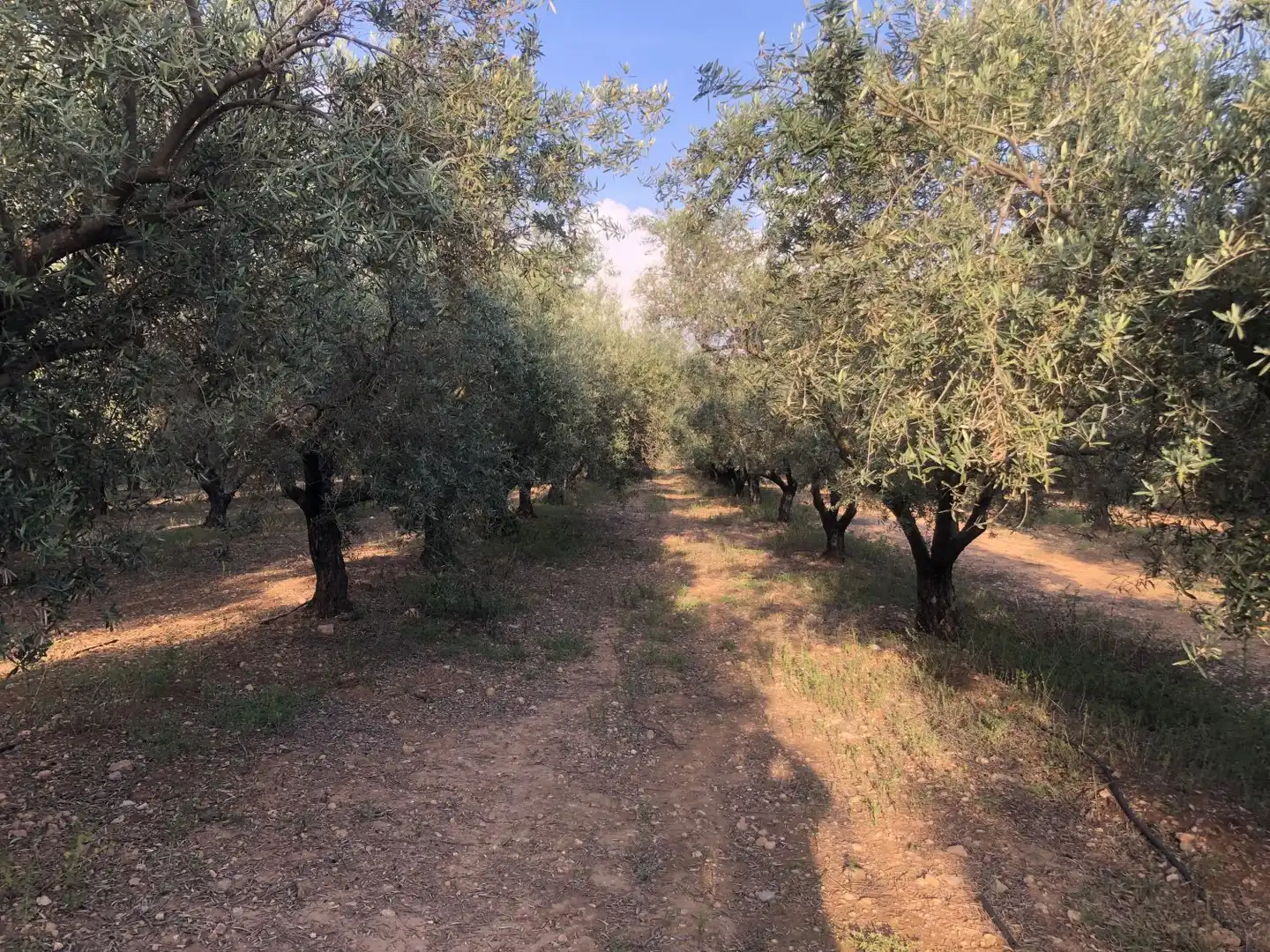 Terrenos y solares en venta en Hellín, imagen 5