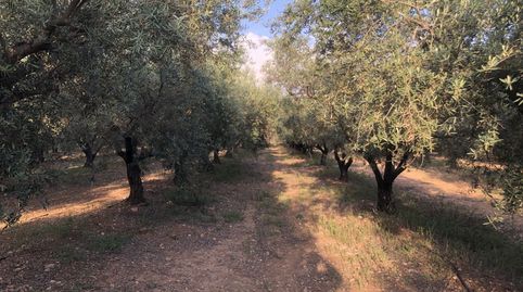 Terreno en venta en Hellín., immagine 5