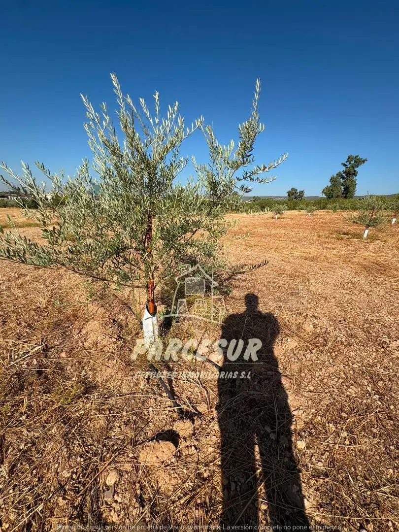 Terreno rustico in vendita a Periurbano Oeste - Sierra, imagen 16