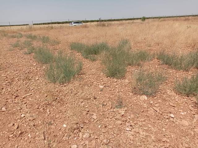 Terreno en Venta en Pozuelo de Calatrava