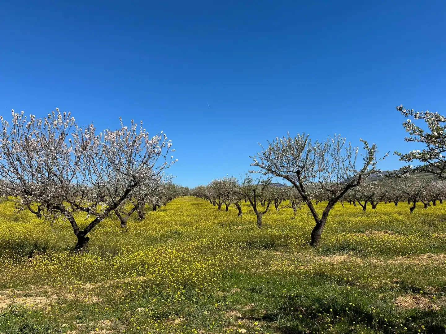 Terreno rustico in vendita a Dílar, imagen 13
