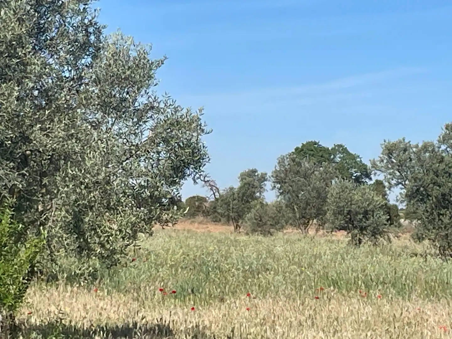 Land for sale in Ocaña