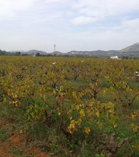 Foto 2 de Finca rústica en venta en Jesús Pobre, Dénia