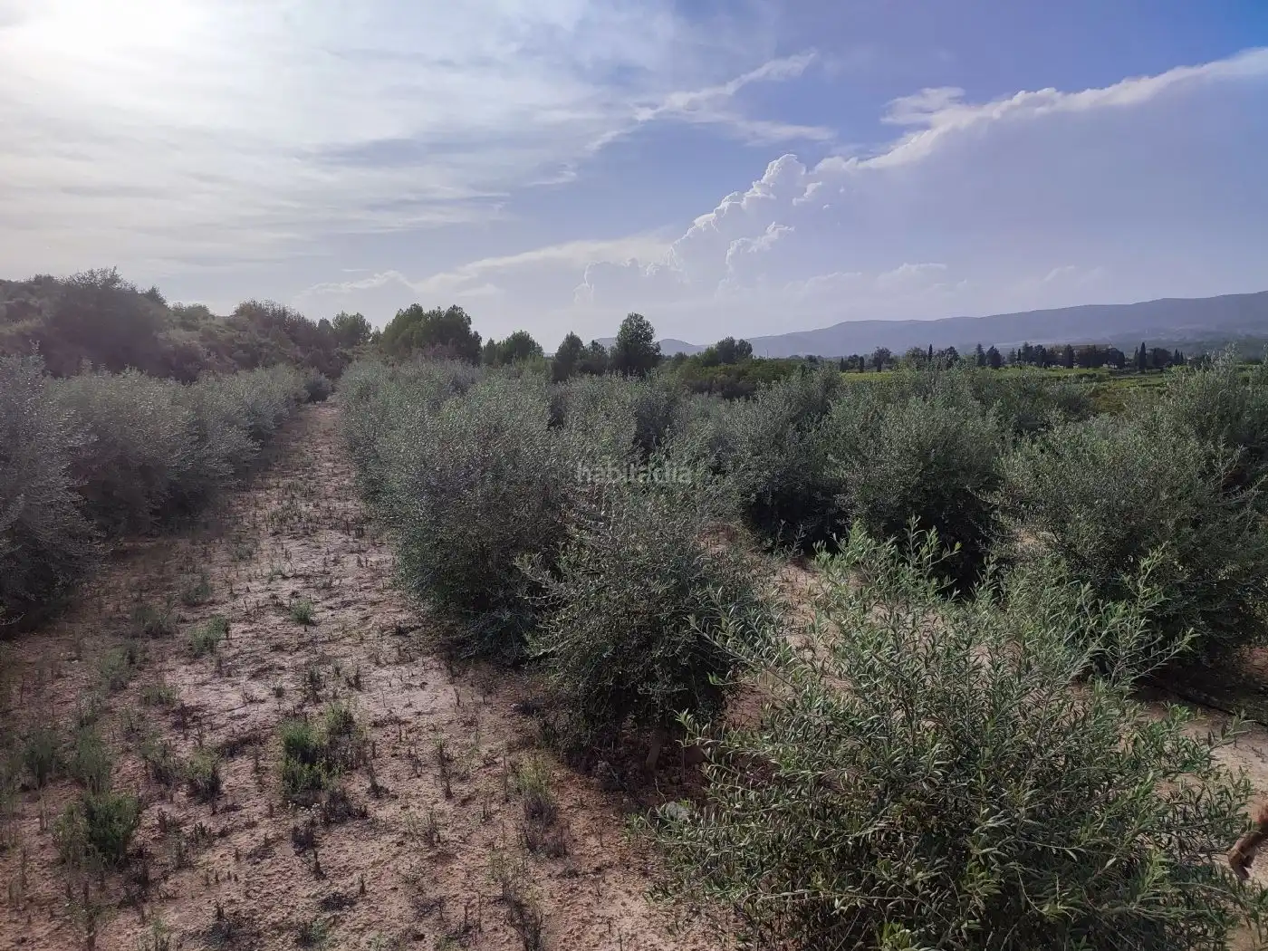 Terrain rustique à vendre à Plaça Numero 20 256, imagen 6