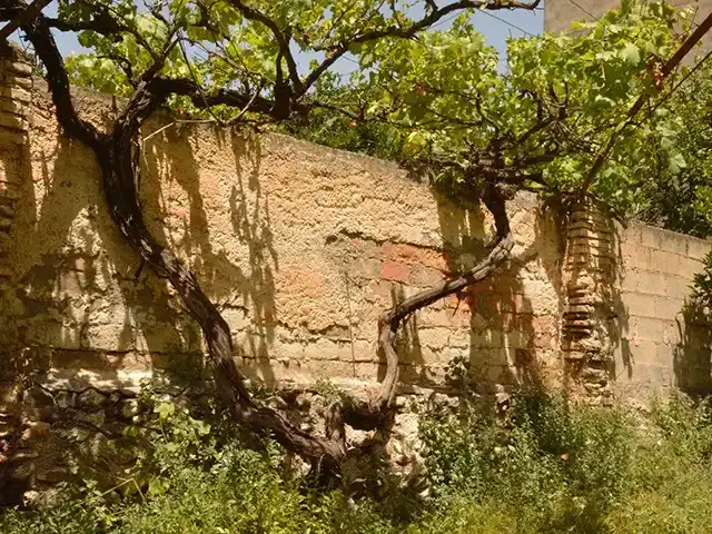 Jardí de Casa adosada en venda en Lecrín amb Terrassa i Balcó