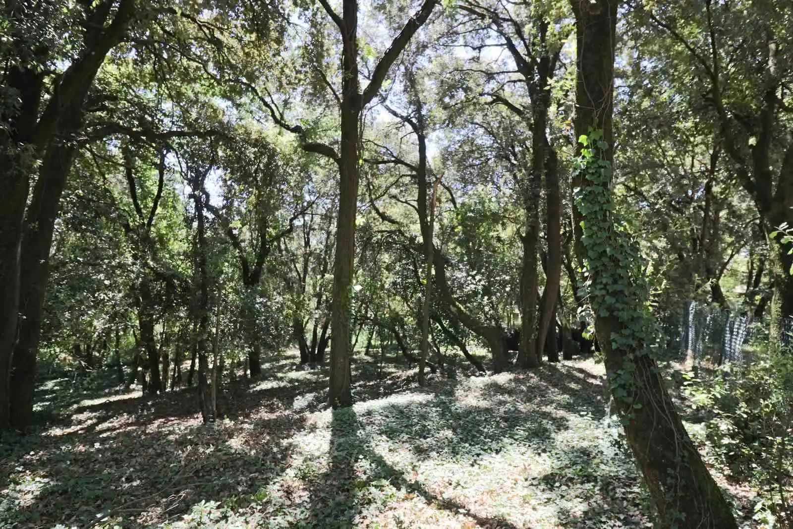Residential land for sale in Carrer la Caseta 2, imagen 6