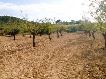 Rustikales Grundstück zum Verkauf in Abanilla