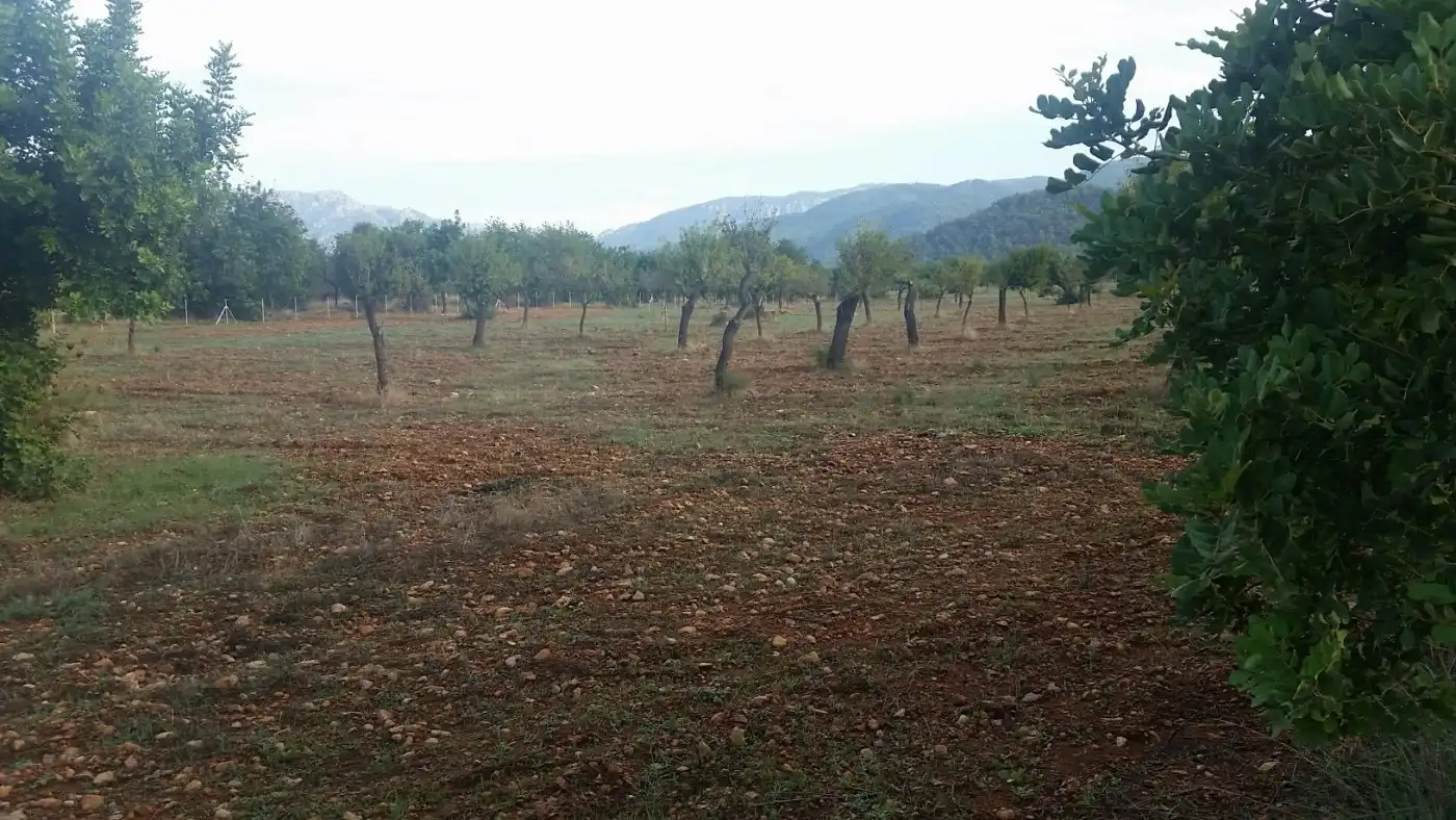 Casa rustica in vendita a Campanet, imagen 13