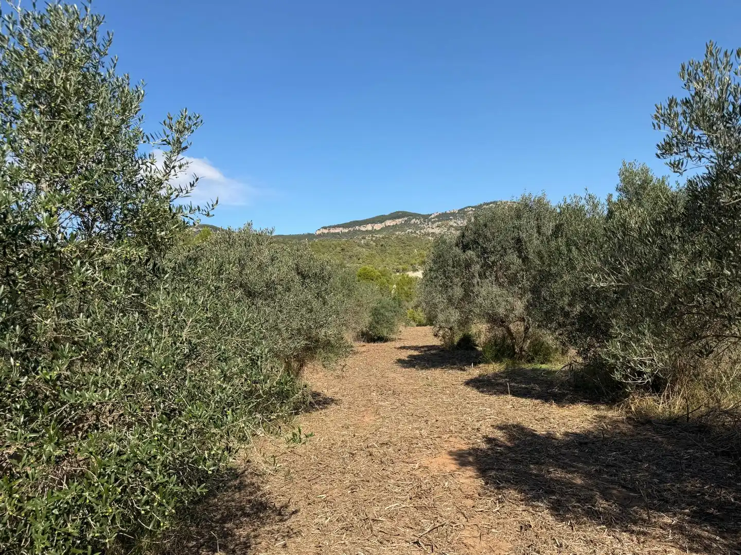 Residencial en venta en El Pinell de Brai