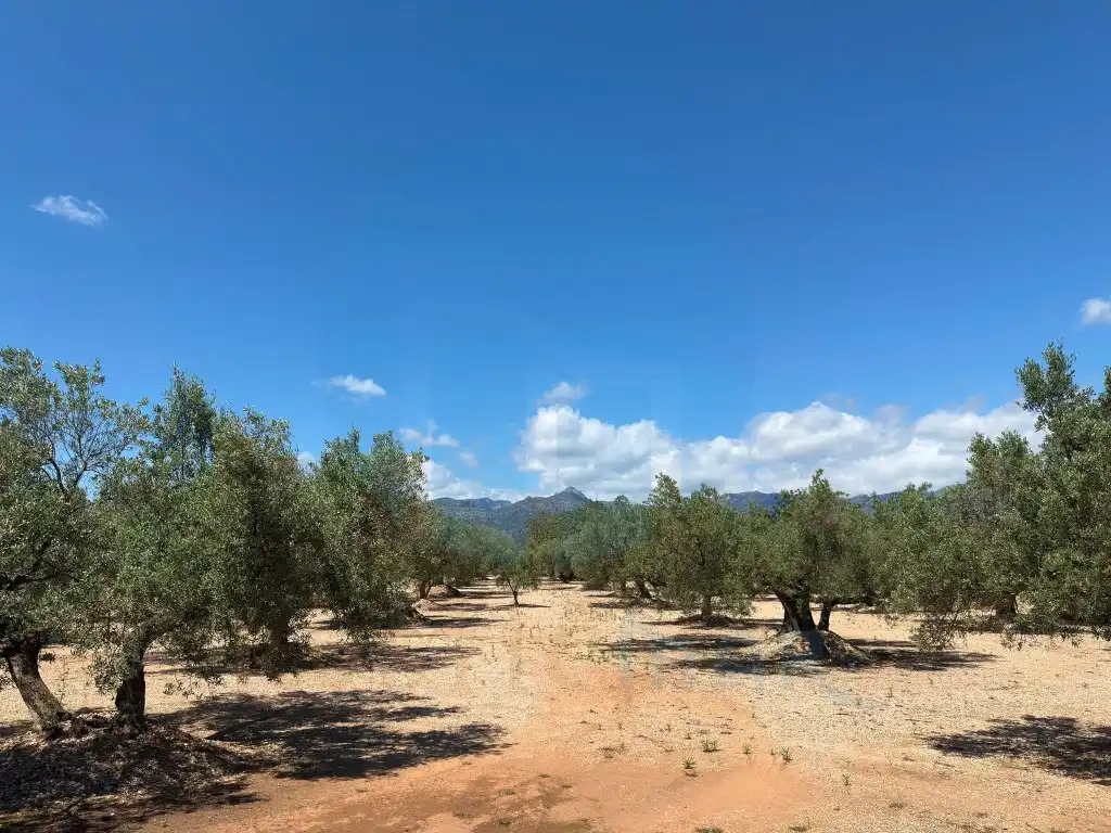 Finca rústica en venda en Mas de Barberans