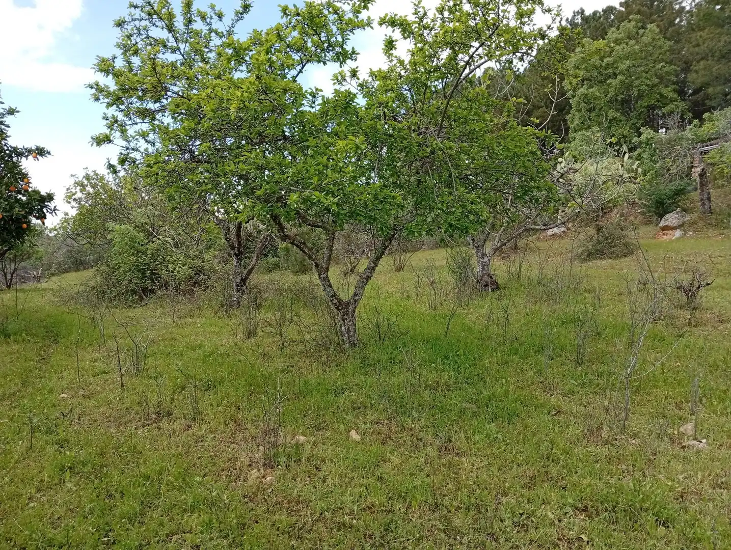 Terreni e lotti in vendita a Villanueva de la Vera, imagen 78